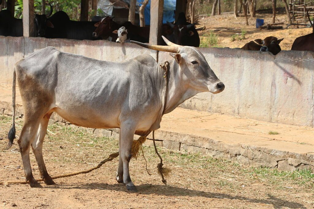 Amritmahal cattle
