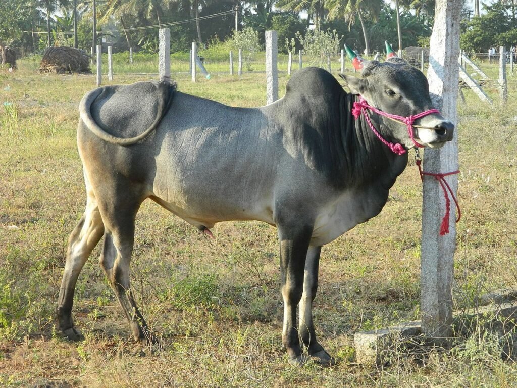 Alambadi cattle