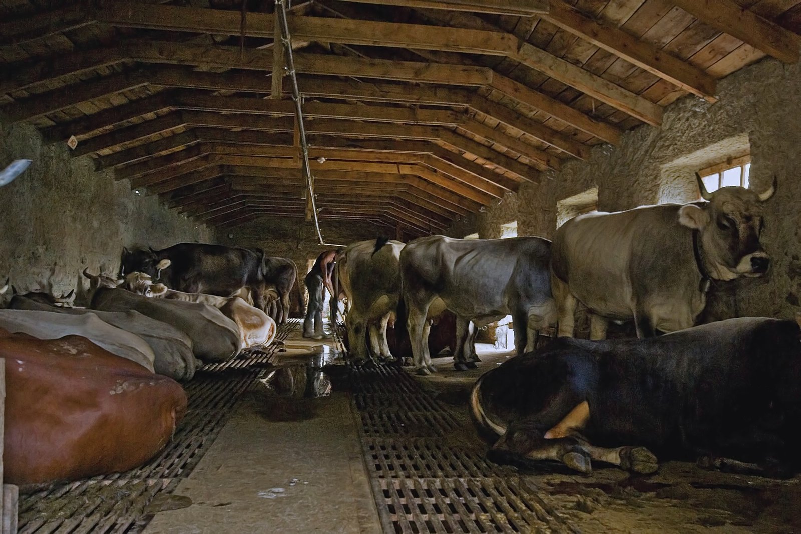 Канализация в сарае для коров своими руками - 90 фото