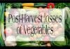 Post-Harvest losses of Vegetables