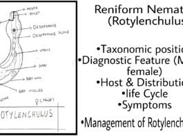 reniform rotylenchulus