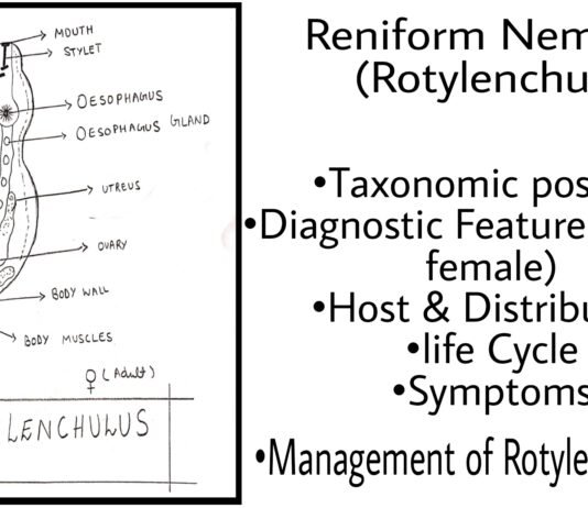 reniform rotylenchulus