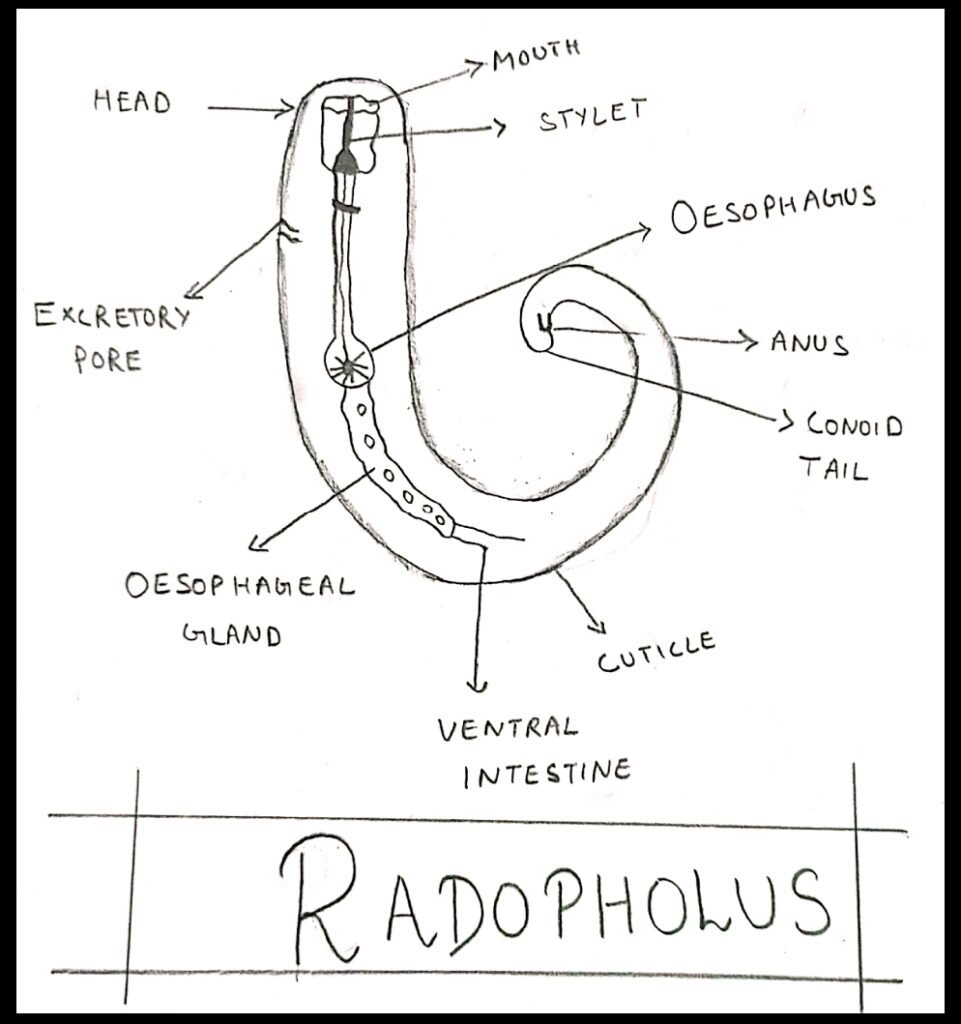 Radopholus