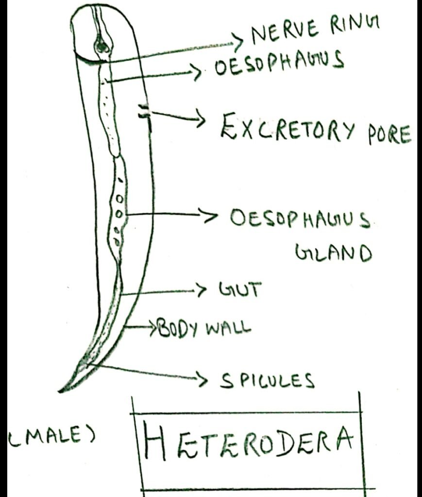 heterodera